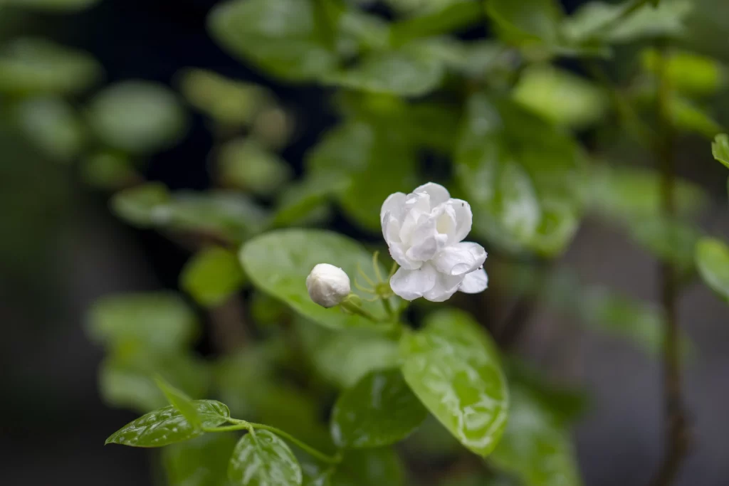 Jasmine White Petals Green Leaves