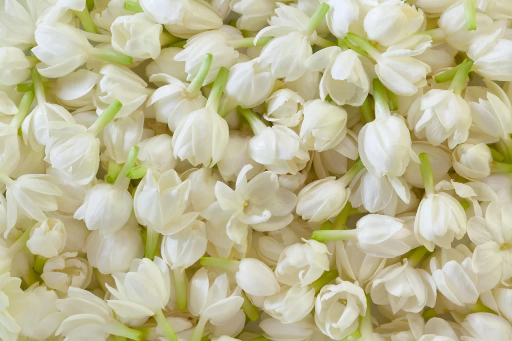 Jasmine White Petals Green Stems