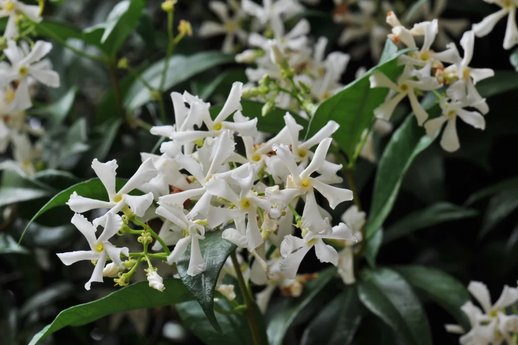 Jasmine White Petals Green Leaves