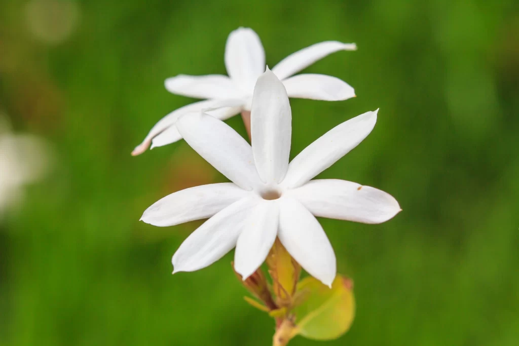 Jasmine White Petals Green Leaves