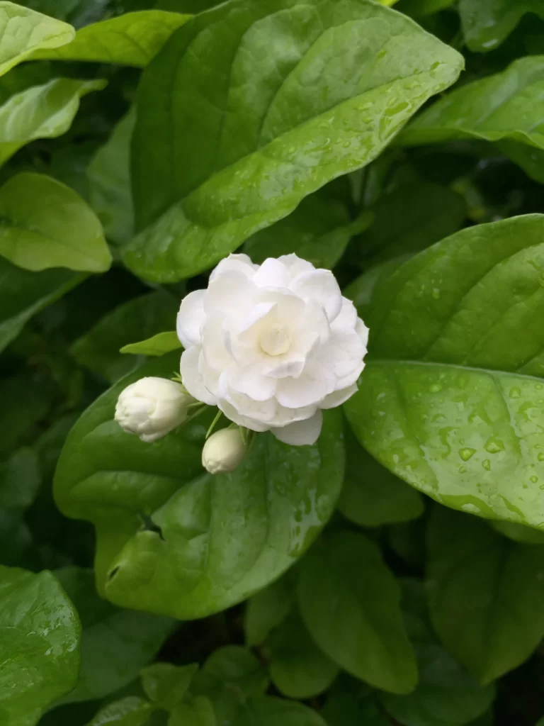 Jasmine White Petals Green Leaves Dewdrops
