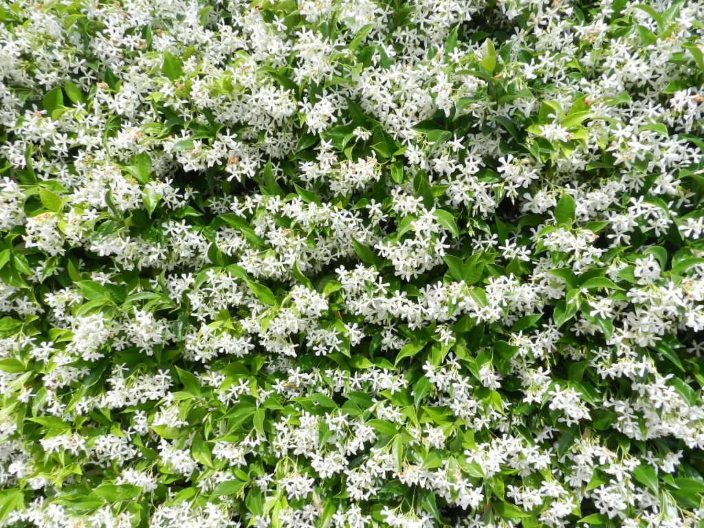 Jasmine White Petals Green Leaves