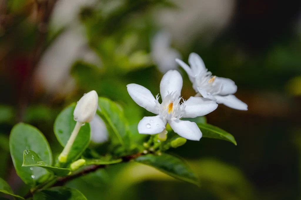 Jasmine White Petals Green Leaves Nature