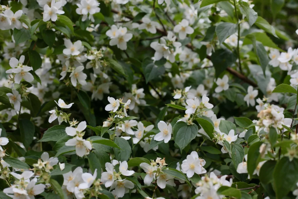Jasmine White Petals Green Leaves Blooming