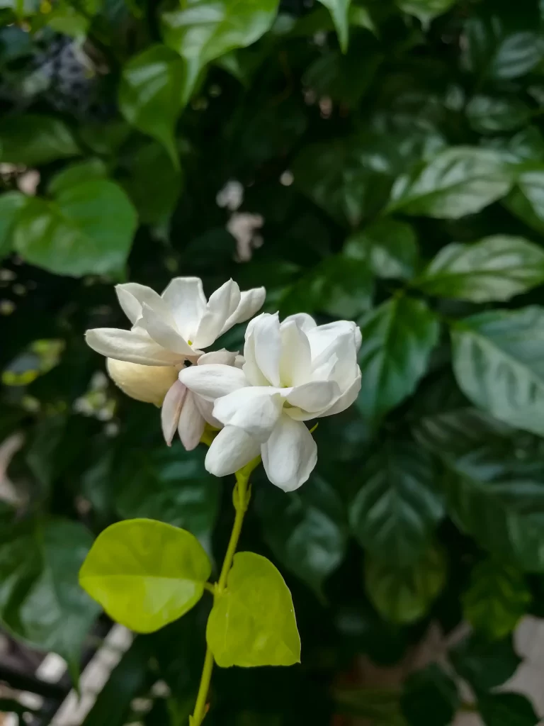 Jasmine White Petals Green Leaves