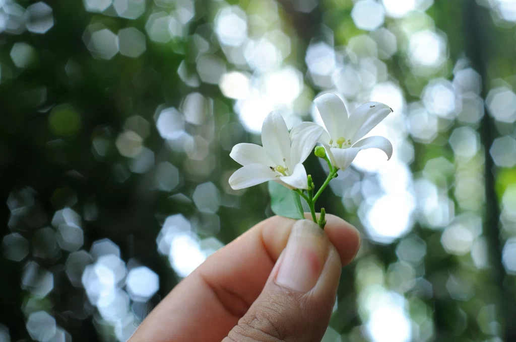 Jasmine White Petals Green Stem Nature