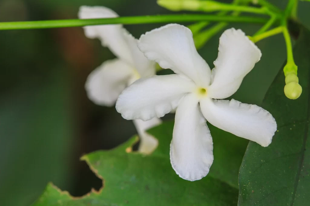 Jasmine White Petals Green Leaves