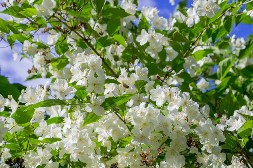 Jasmine White Petals Green Leaves Blue Sky