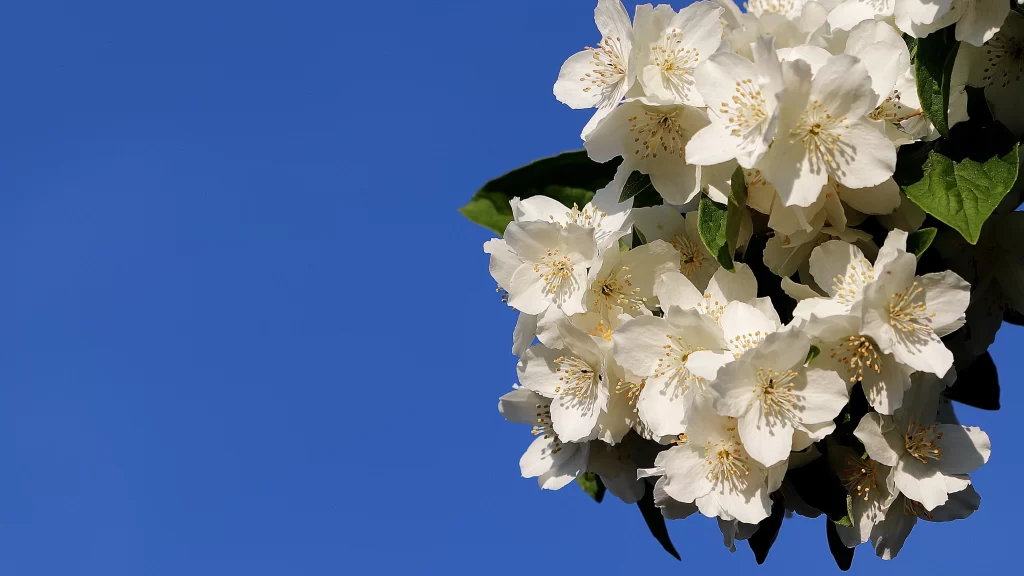 Jasmine White Petals Green Leaves Blue Sky