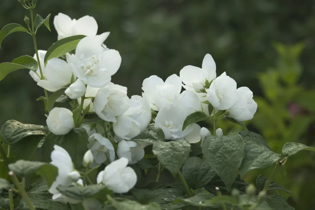 Jasmine White Petals Green Leaves Nature