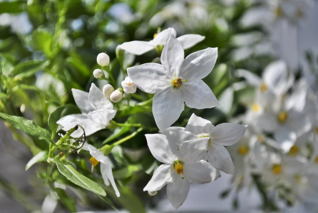 Jasmine White Petals Green Leaves Bright Sunlight