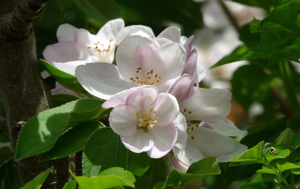 Jasmine White Petals Green Leaves