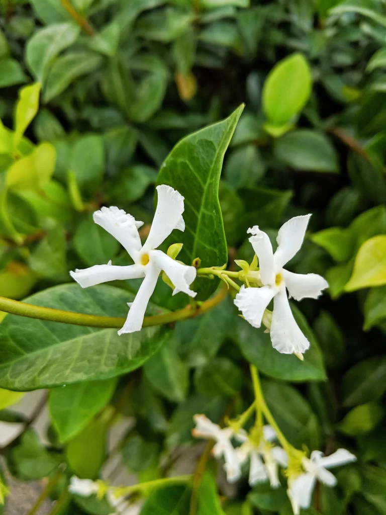 Jasmine White Petals Green Leaves