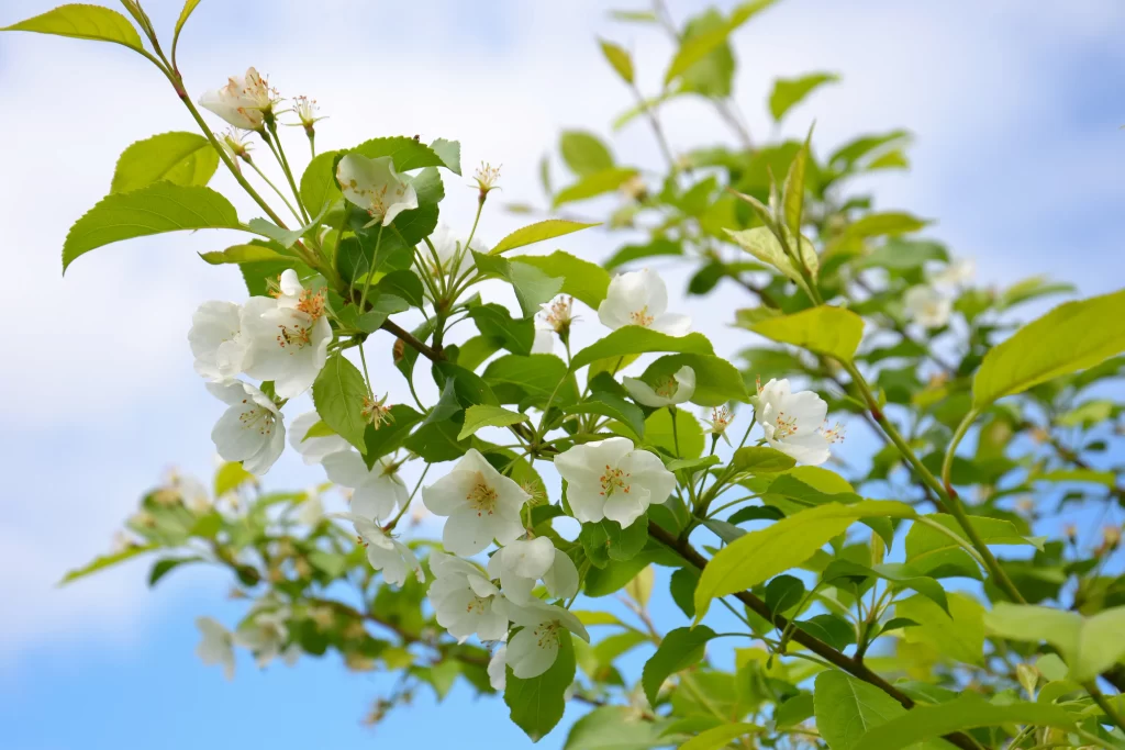 Jasmine White Petals Green Leaves Blue Sky