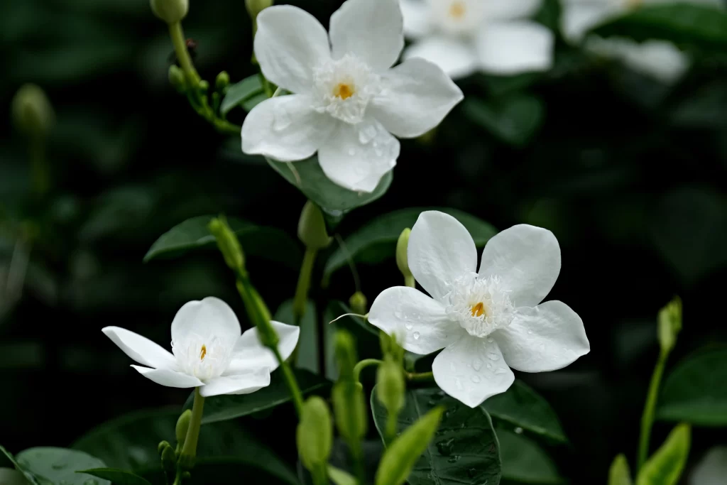Jasmine White Petals Green Leaves