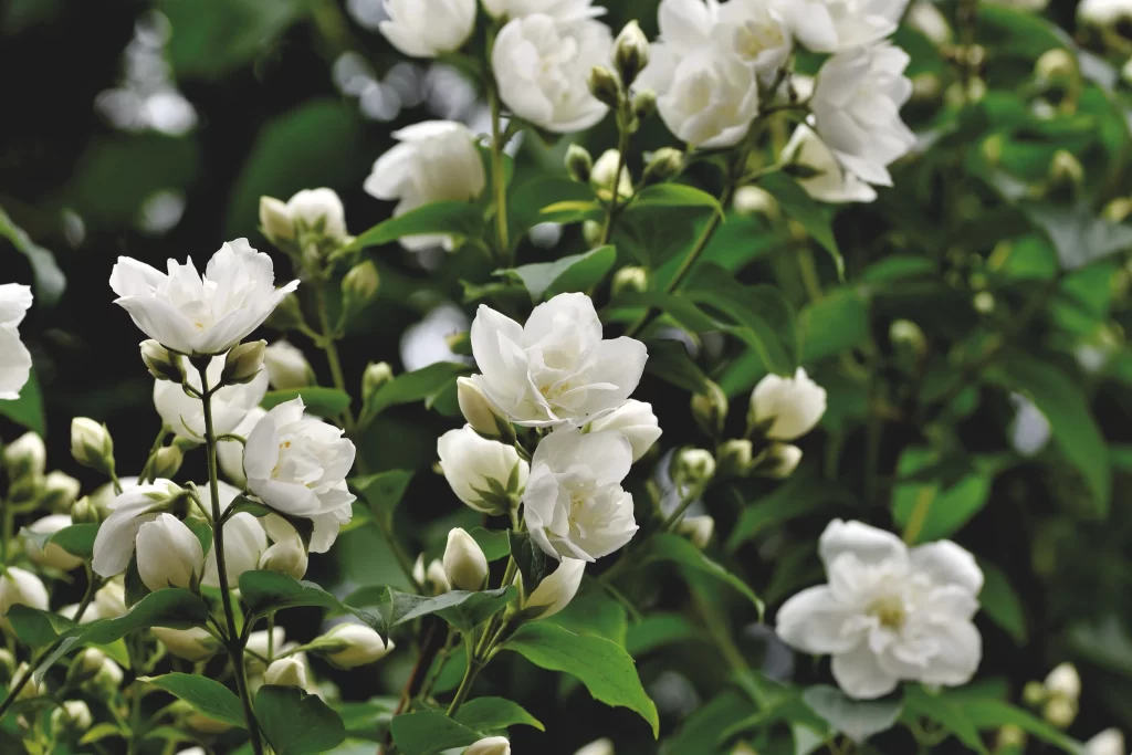 Jasmine White Petals Green Leaves