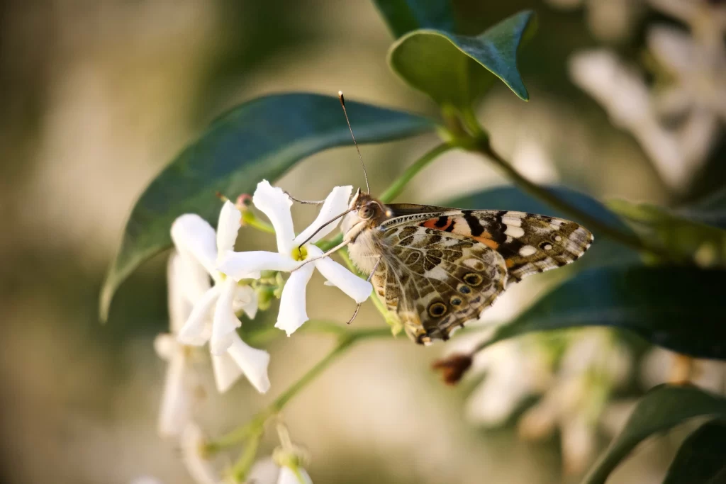 Jasmine White Petals Green Leaf Brown Butterfly