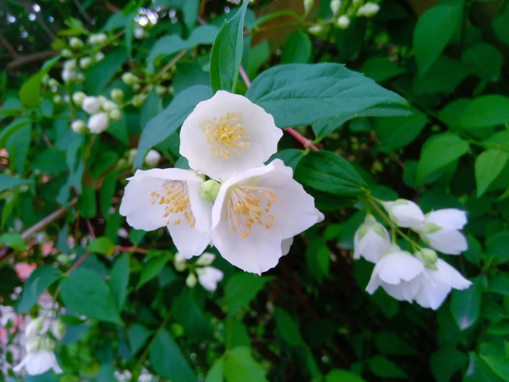 Jasmine White Petals Yellow Stamen Green cool Leaves