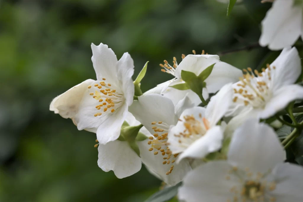 Jasmine White Petals Yellow Stamen Green gray Leaves
