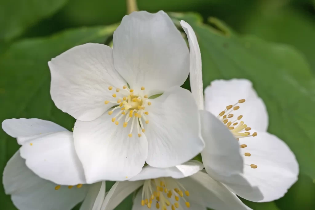 Jasmine White Petals Yellow Stamen Green gray Leaves