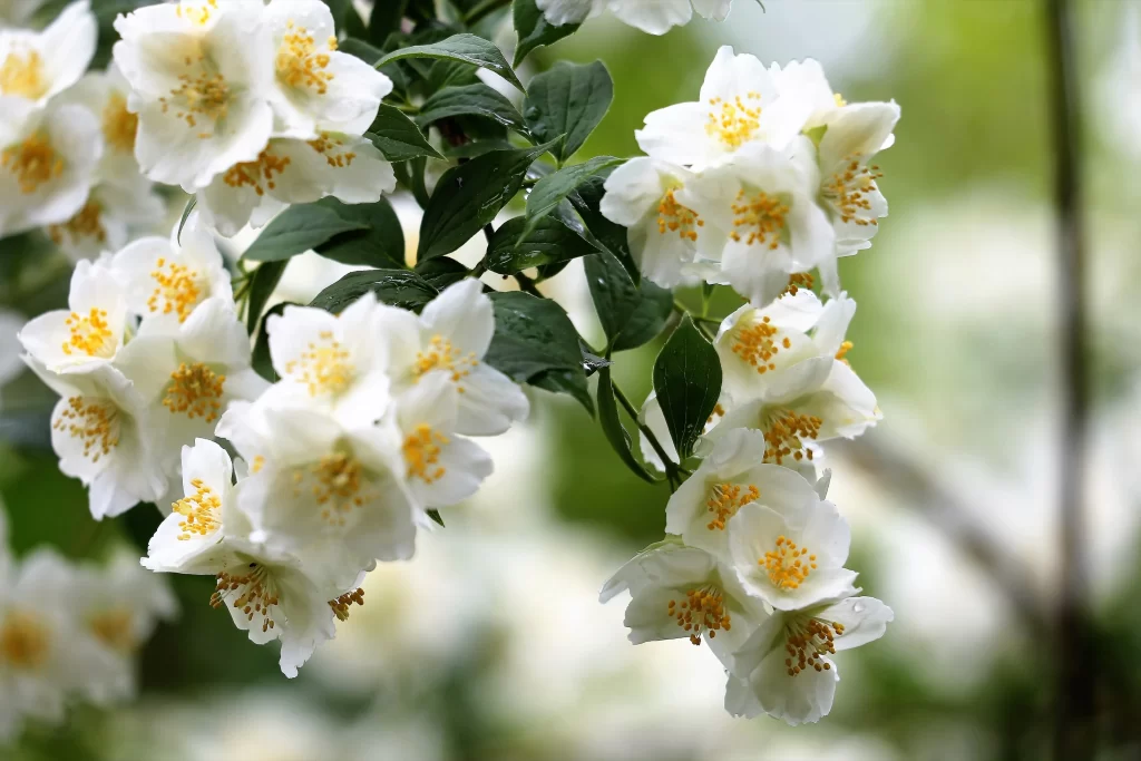 Jasmine White Petals Yellow Stamen Green warm Leaves