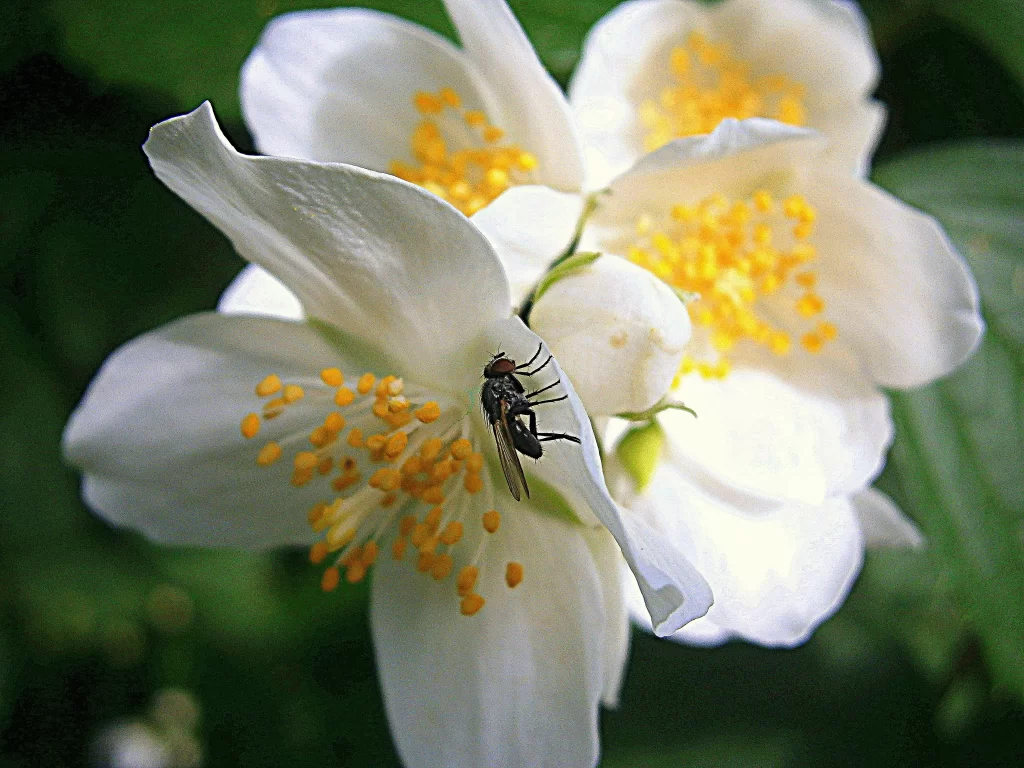Jasmine White Petals Yellow Stamens Green gray Leaves