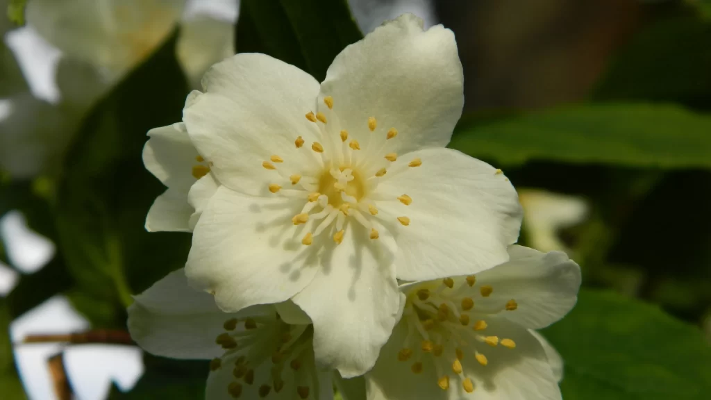 Jasmine White Petals Yellow Stamen Green warm Leaves