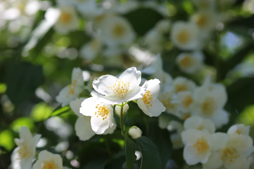 Jasmine White Petals Yellow Stamens Green gray Leaves