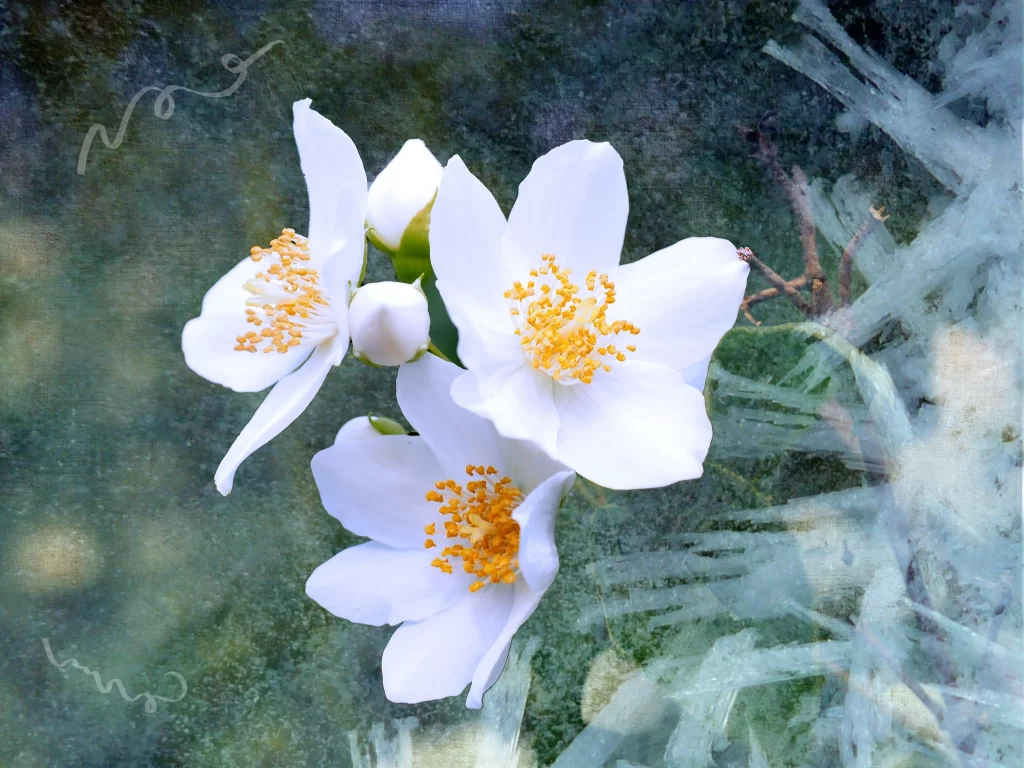 Jasmine White Petals Yellow Stamen Green gray Stem