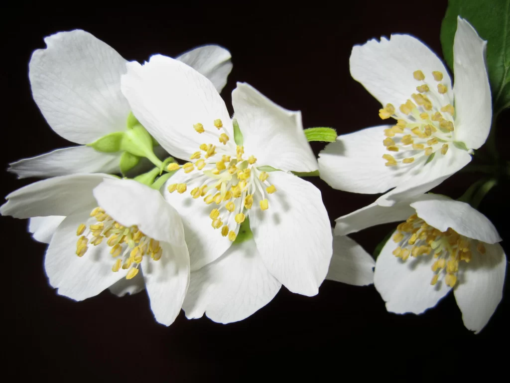 Jasmine White Petals Yellow Stamen Green gray Stem