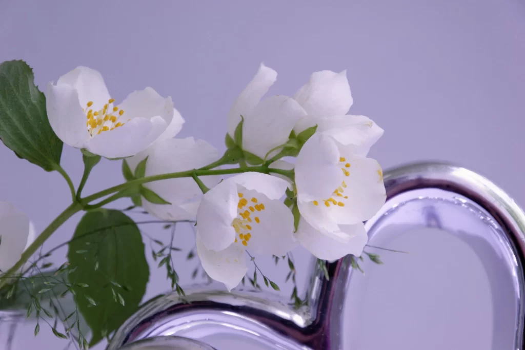 Jasmine White Petals Yellow Stamen Green gray Leaves