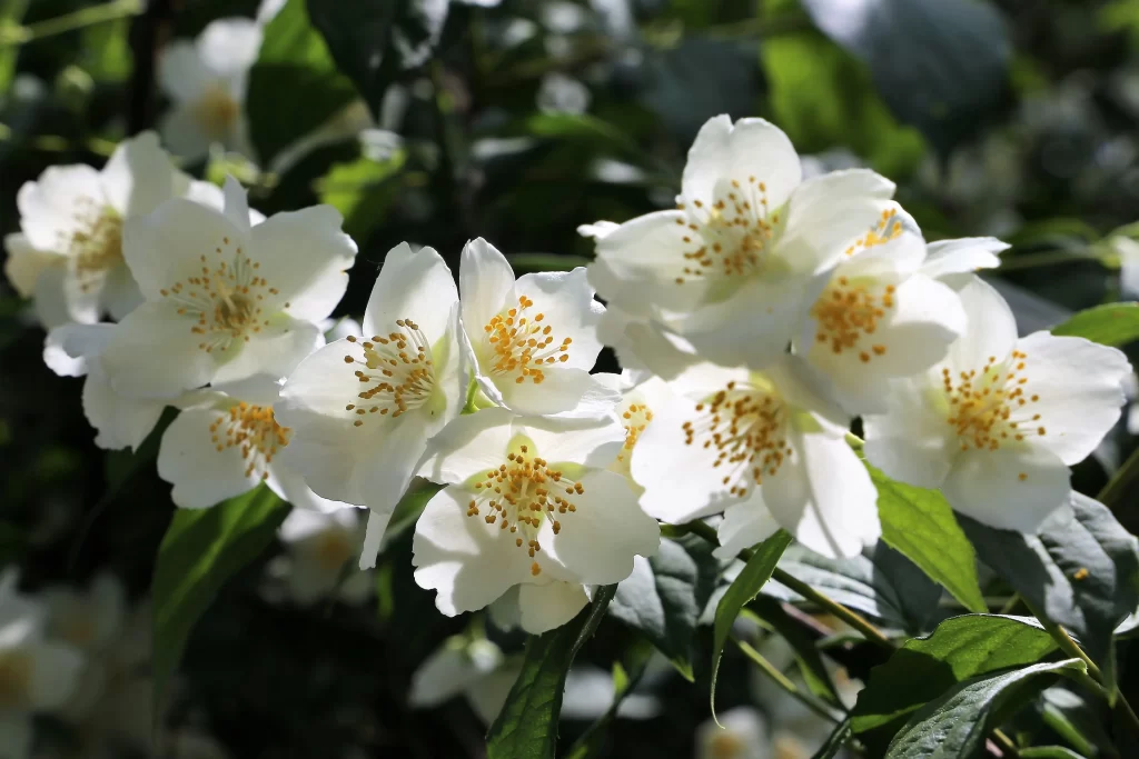Jasmine White Petals Yellow Stamen Green gray Leaves