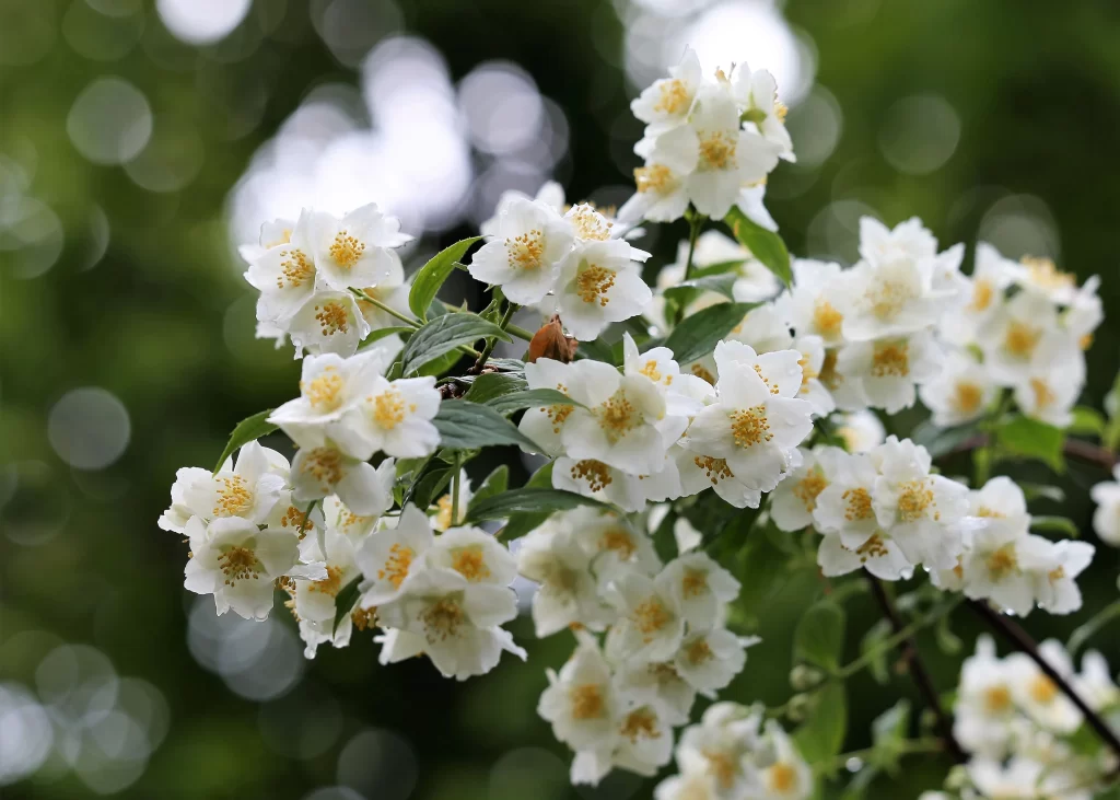 Jasmine White Petals Yellow Center Green gray Leaves