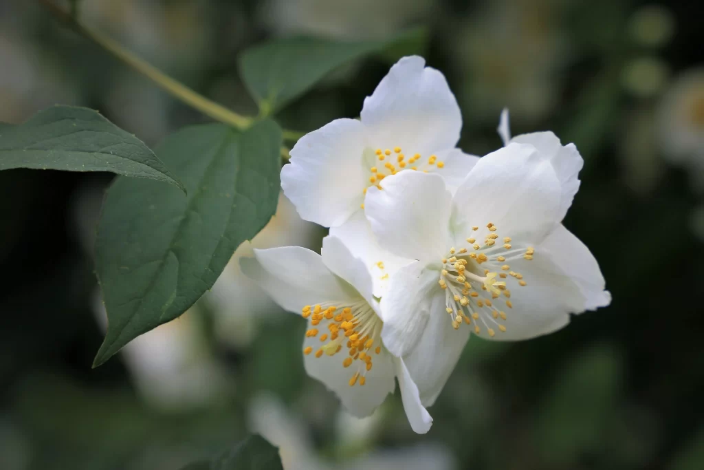 Jasmine White Petals Yellow Stamens Green gray Leaves