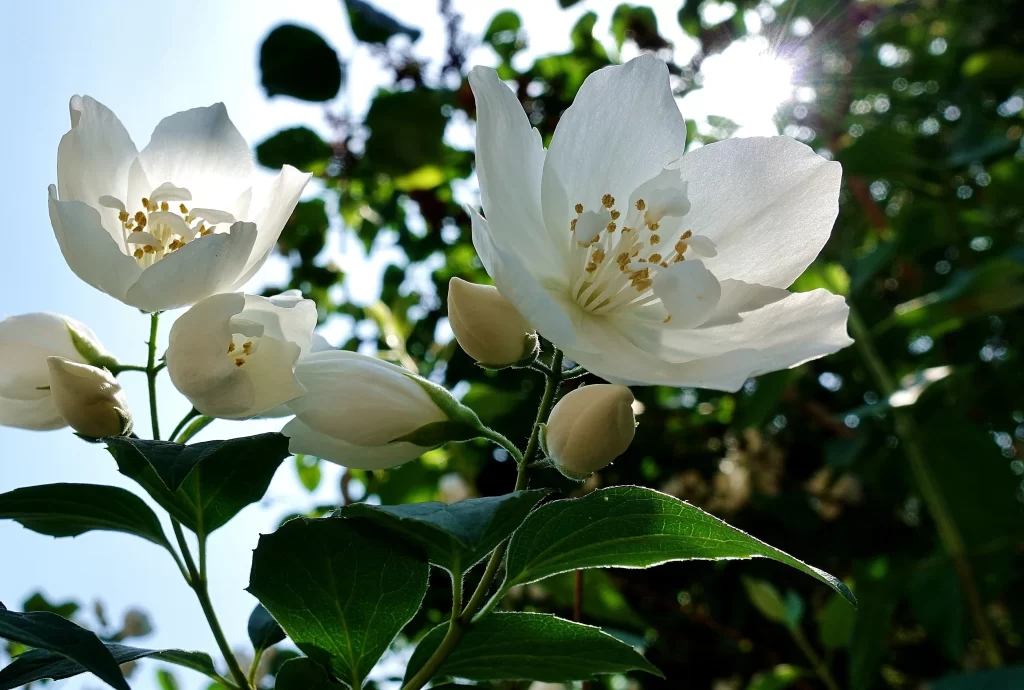 Jasmine White Petals Yellow Stamen Green gray Leaves