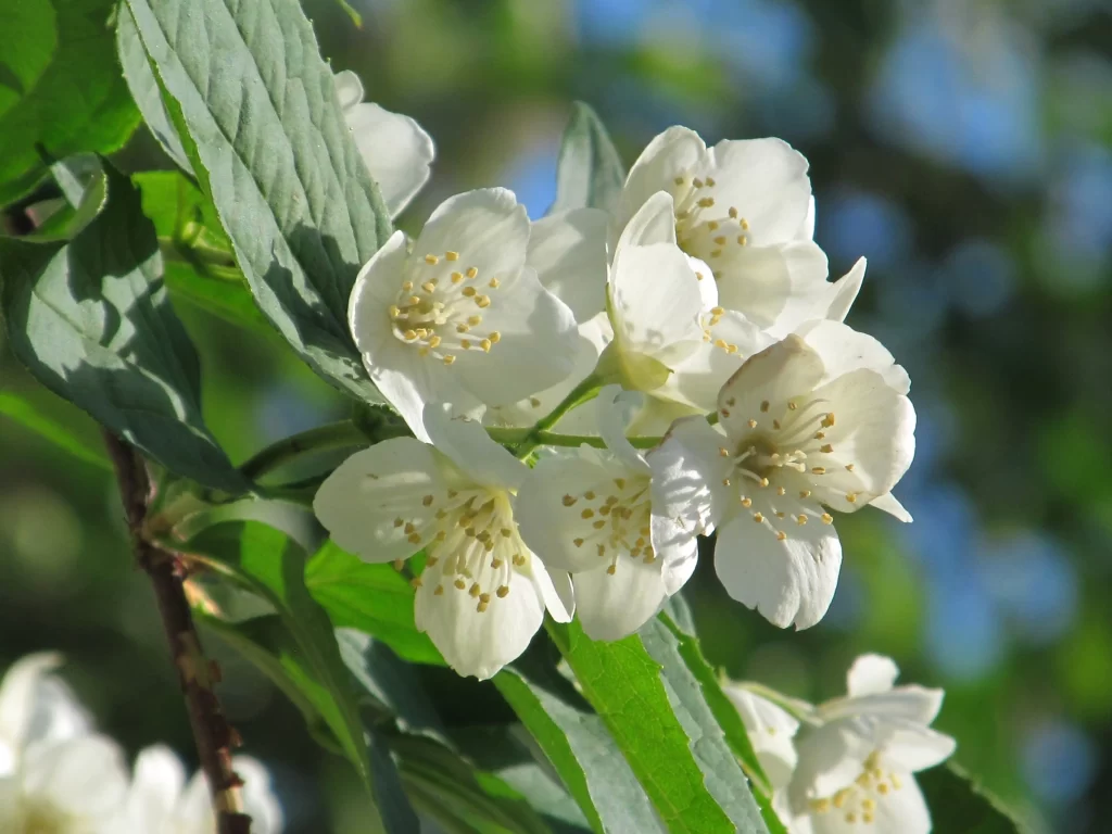 Jasmine White Petals Yellow Stamen Green warm Leaves