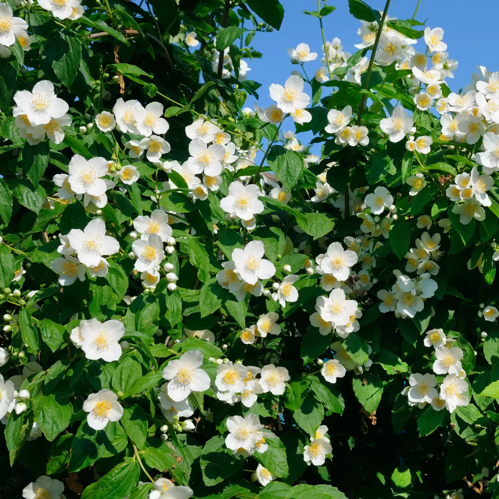 Jasmine White Petals Yellow Center Green Leaves Blue warm Sky