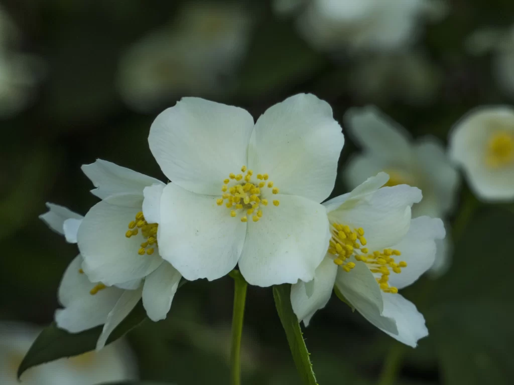 Jasmine White Petals Yellow Stamen Green gray Leaves