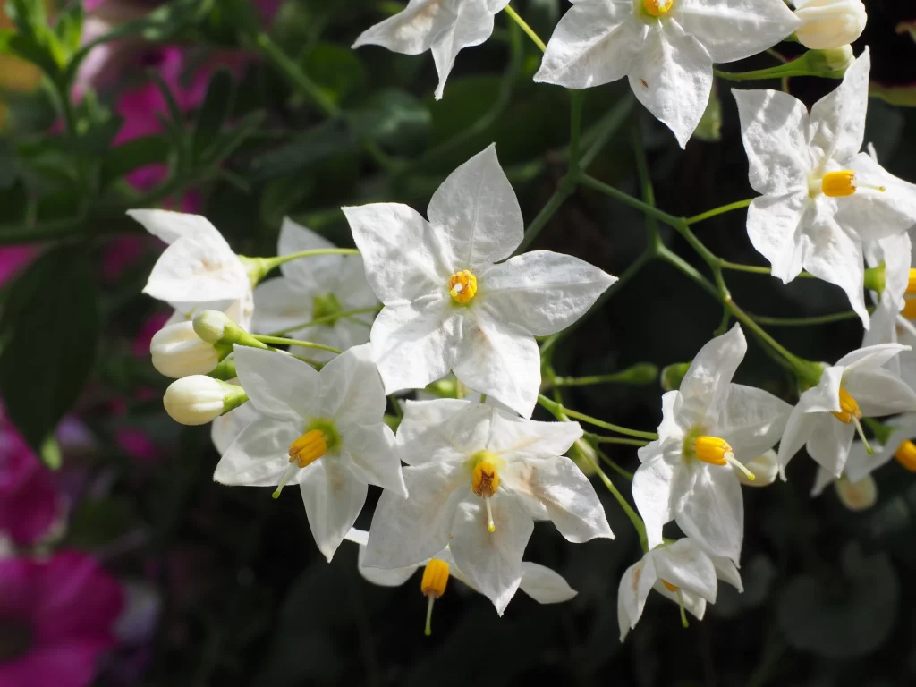 Jasmine White Petals Yellow Center Green Stem