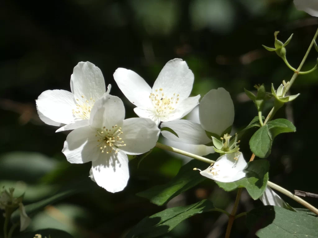 Jasmine White Petals Yellow Stamen Green gray Leaves