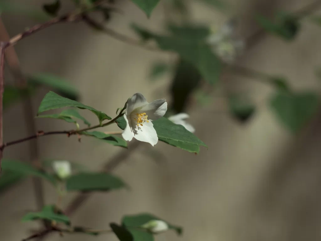 Jasmine White Petals Yellow Stamen Green gray Leaves
