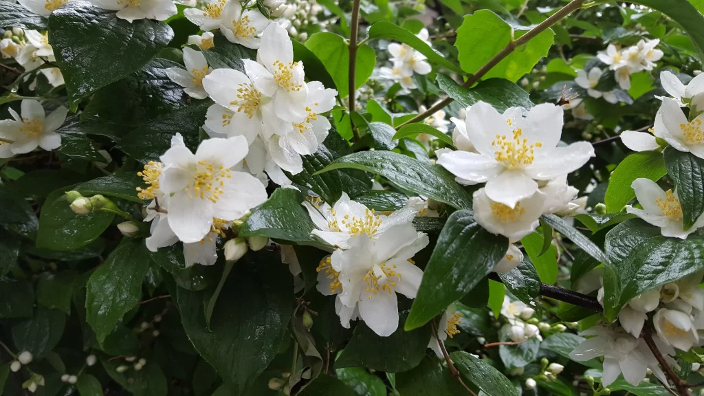 Jasmine White Petals Yellow Stamen Green gray Leaves