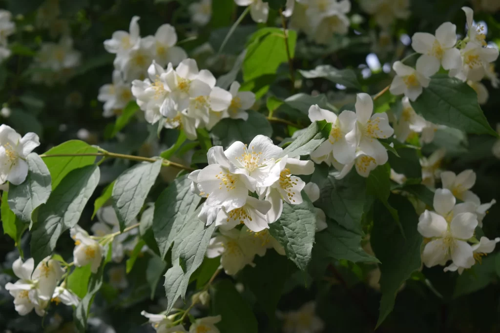 Jasmine White Petals Yellow Center Green gray Leaves