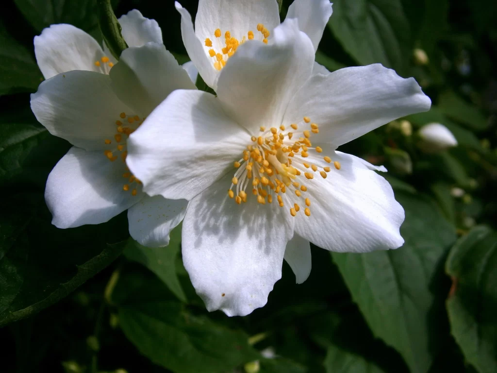 Jasmine White Petals Yellow Stamen Green gray Leaves