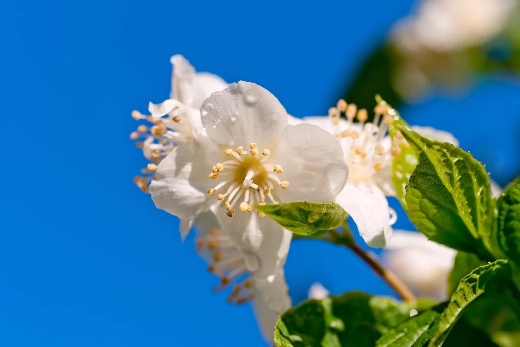 Jasmine White Petals Yellow Stamens Green Leaves Blue Sky