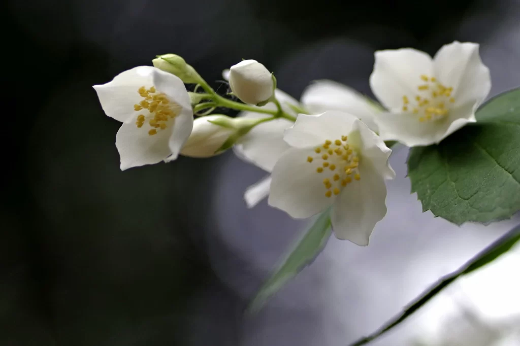 Jasmine White Petals Yellow Stamens Green gray Leaves