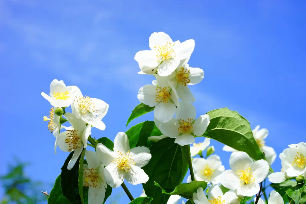 Jasmine White Petals Yellow Center Green Leaves Blue cool Sky