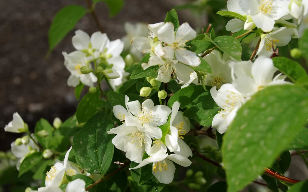 Jasmine White Petals Yellow Stamen Green warm Leaves
