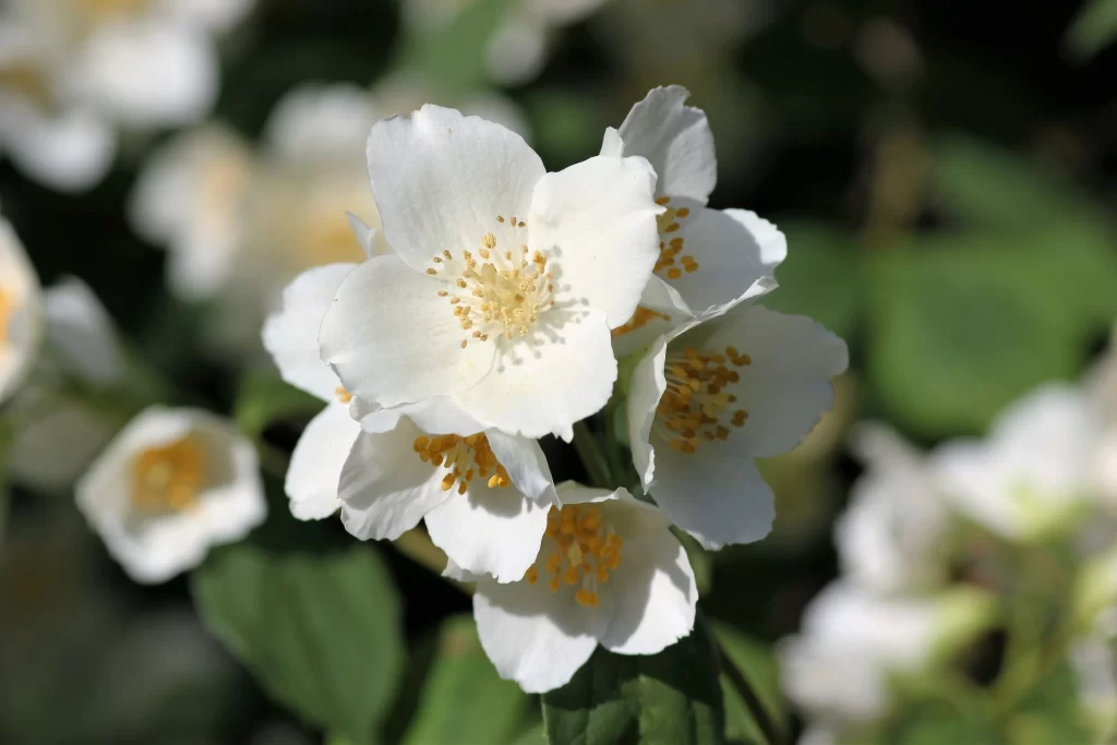 Jasmine White Petals Yellow Stamen Green gray Leaves