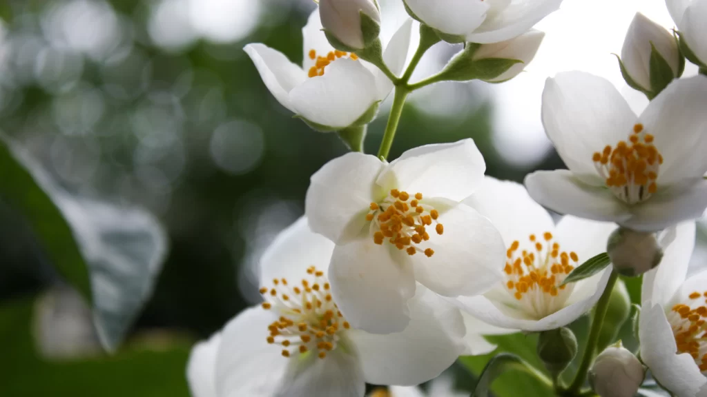 Jasmine White Petals Yellow Stamens Green gray Leaves